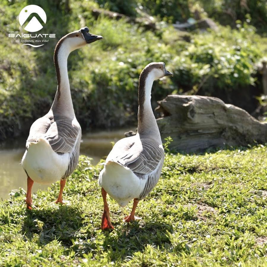 ホテル Rancho Baiguate ハラバコア エクステリア 写真